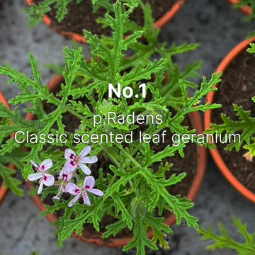 No.1 Body Wash, 500ml - C.Atherley